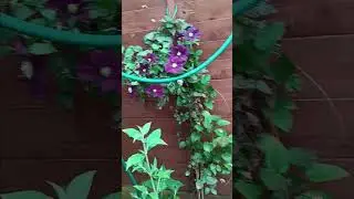 Celebrating (herb) Robert Plant!