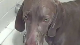 Hooch hates the bath