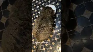 ✨Барсик очень любит есть рыбу.. ему можно сырую рыбу  - он лесной кот!  