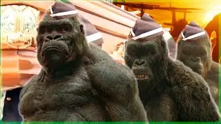 Kong Skull Island - Coffin Dance Meme | Astronomia Song (Cover)