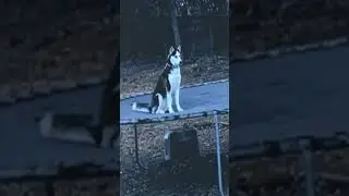A Prisão Para Cães