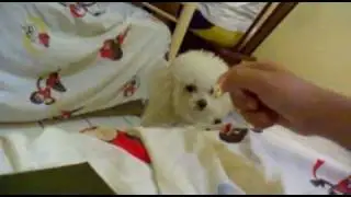 Mila e a pipoca