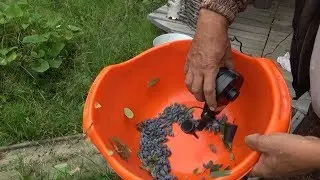 Simplify the process of assembling berries