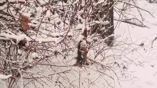 Зимняя прогулка в лесу (песни гр. 