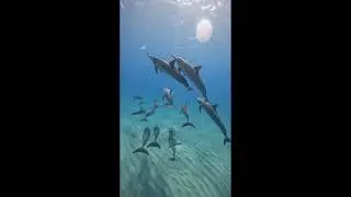 Awesome and Cute Animal Videos! #17