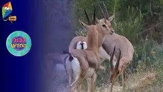 ערוץ הופ! - לגדול בידיים טובות - גיבורי החודש - אייר - חיית החודש - צבי ארץ ישראלי