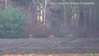 Reeën (Deer, Capreolus Capreolus) 12 februari 2004. Video 2.