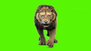 Green screen lion