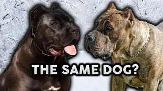 CANE CORSO OR PRESA CANARIO! Whats The Difference!?