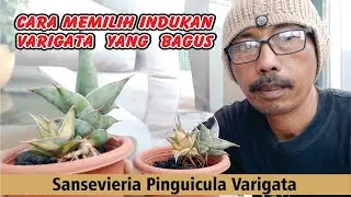 cara memilih indukan varigata yang baik