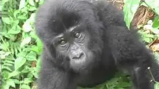 Gorilla Trekking in Bwindi Impenetrable Forest