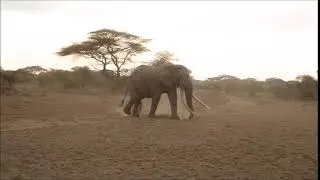 Big Tusker Walk