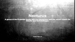 Medical vocabulary: What does Necturus mean
