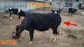 АРЗОНЧИ  АКАНИ  МОЛЛАРИ  АРЗОН  НАРХДА  +998971380767