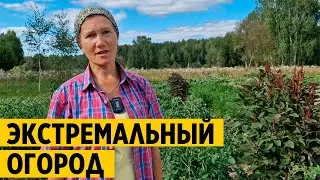 👨‍🌾МОЙ ОПЫТ ВЫРАЩИВАНИЯ 🥒🍅без ПОЛИВА ОГОРОД в ЭКСТРЕМАЛЬНЫХ УСЛОВИЯХ лето без дождя