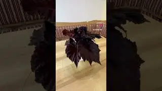 Давайте придумаем имя для будущего сорта!