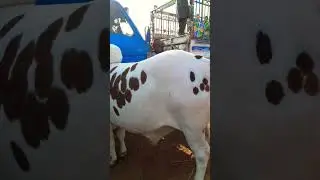 Mashallah khubsurti ❤️🥺 cow qurbani 2023 #cowmandi #mandi #mandi2023 #mandikadewana #cowlover #mkd