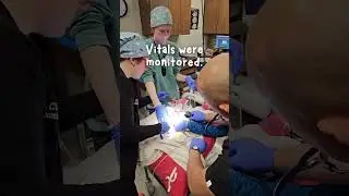 Cloacopexy and Ventplasty review in a Cockatoo