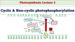 Cyclic and Non-cyclic photophosphorylation | Photosynthesis L3