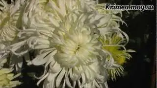 Хризантемы Никитского сада.