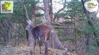 Саблезубый «олень» впервые попал на видео на «Земле леопарда» \ Musk deer
