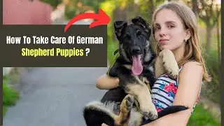 How To Take Care Of German Shepherd Puppies | Find Out Best Way Of Carrying German Shepherd Puppies