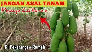 JANGAN ASAL TANAM❗PEPAYA CALIFORNIA DI PEKARANGAN RUMAH