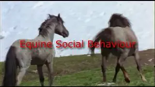 Equine Social Behaviour Documentary 2018