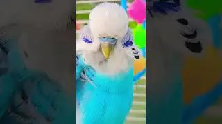 Василёк чистится. 🦜🦜🦜Будни попугая #Попугаи #Птицы #животные #parrot #birds #animals #shorts