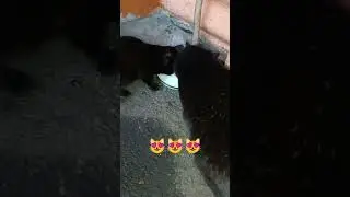 Похлебали козьего молочка 🥰