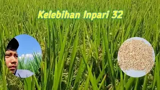 kelebihan inpari32
