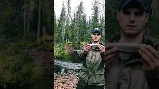 ДИКИЕ МЕСТА. хариус есть 