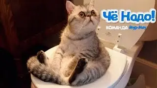 ТЕСТ НА ПСИХИКУ, ПОПРОБУЙ НЕ ЗАСМЕЯТЬСЯ- Август 2017