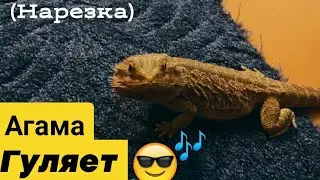 Как Агама гуляет 🦎🎶(нарезка)