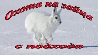 Hunting the hare with the approach.
