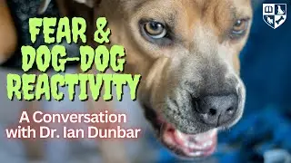 Fear & Dog-Dog Reactivity, It's not what you might think.