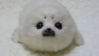 Me mandem perguntas para responder em vídeo