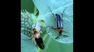 Funny little pair of Weird Bugs, Meet the Wedge Shaped Beetle
