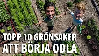 TOPP 10 GRÖNSAKER att odla för nybörjare som ger stor skörd!