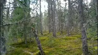 Охота на рябчика. На манок не летели что-то, пришлось подходить.