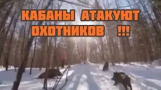 Хрюпокалипсис , кабаны атакуют охотников 😱‼️⁉️