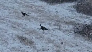 Wisconsin Gun Deer 2023 last day..Two brothers out for a stroll