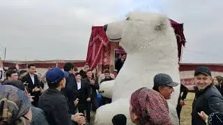 ГАФУР ГУЛОМДА КАТТА ТУЙ🎊❤️🎉 ОРЗУ ХАВАС ЯХШИ КУН МУБОРАК