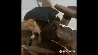 питбуль и рыжий кот