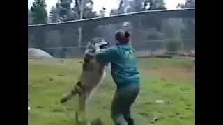 Девушка бьет волка 😊