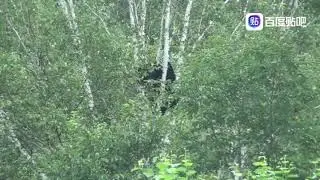 Tiger chases sloth bear up a tree