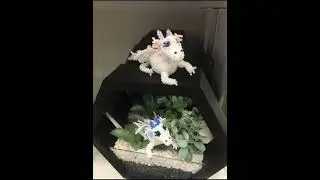 Амигуруми цветочные драконы из бисера🐲🌺