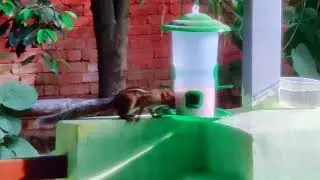 #Positive Vibes- Morning Shot- A beautiful squirrel's breakfast!