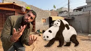 Baby Panda Bhi Le Kr Aen😂