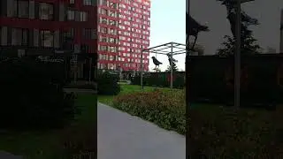 #большие птицы